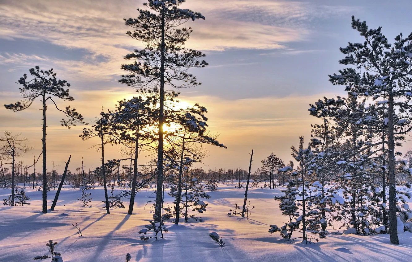 Фото обои зима, снег, пейзаж, утро