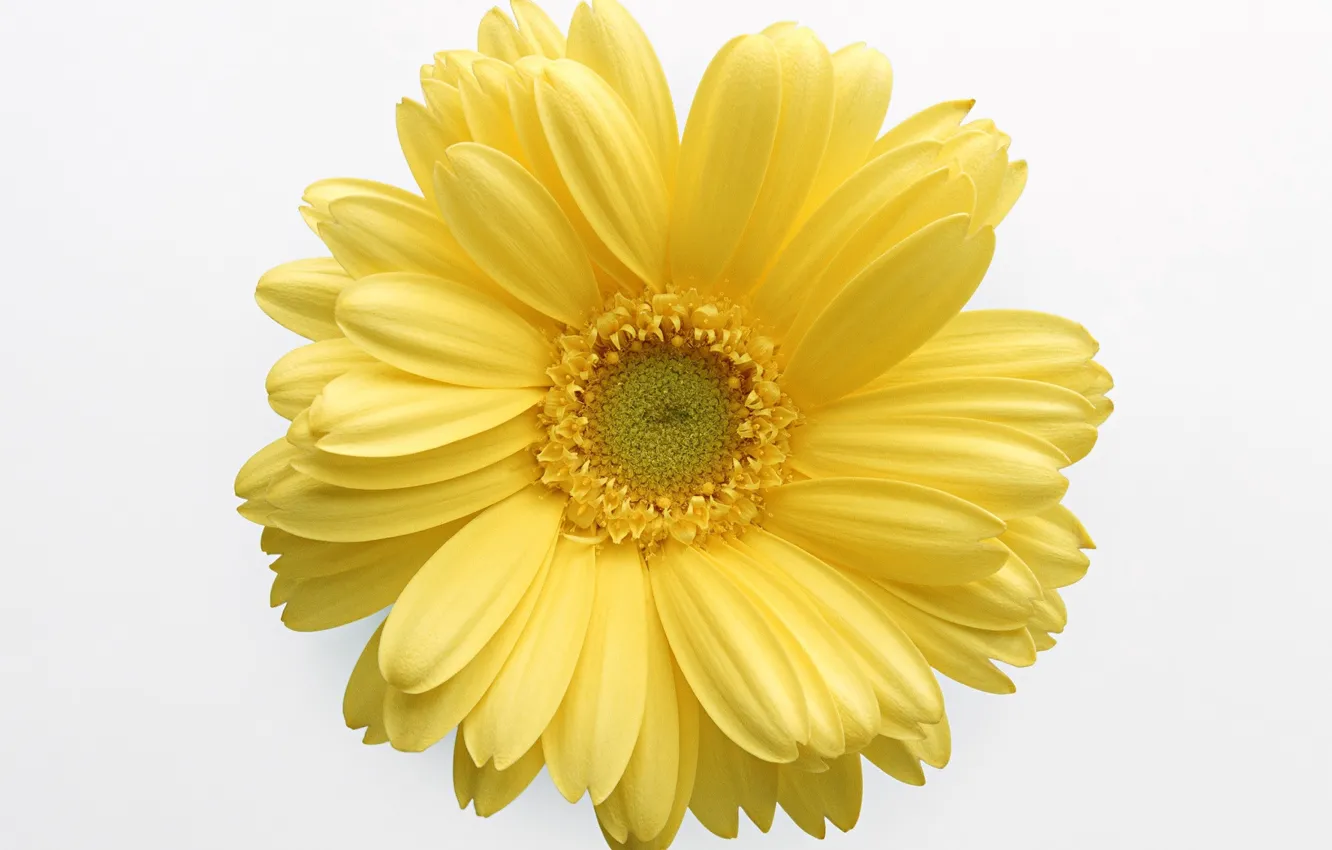 Фото обои цветок, жёлтый, белый фон