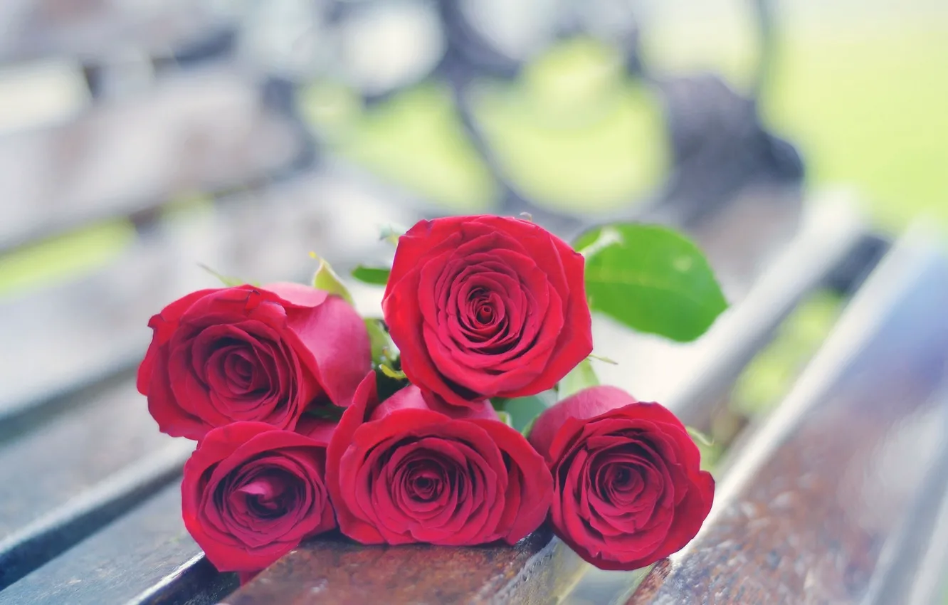 Фото обои цветы, красный, фон, widescreen, обои, роза, розы, wallpaper