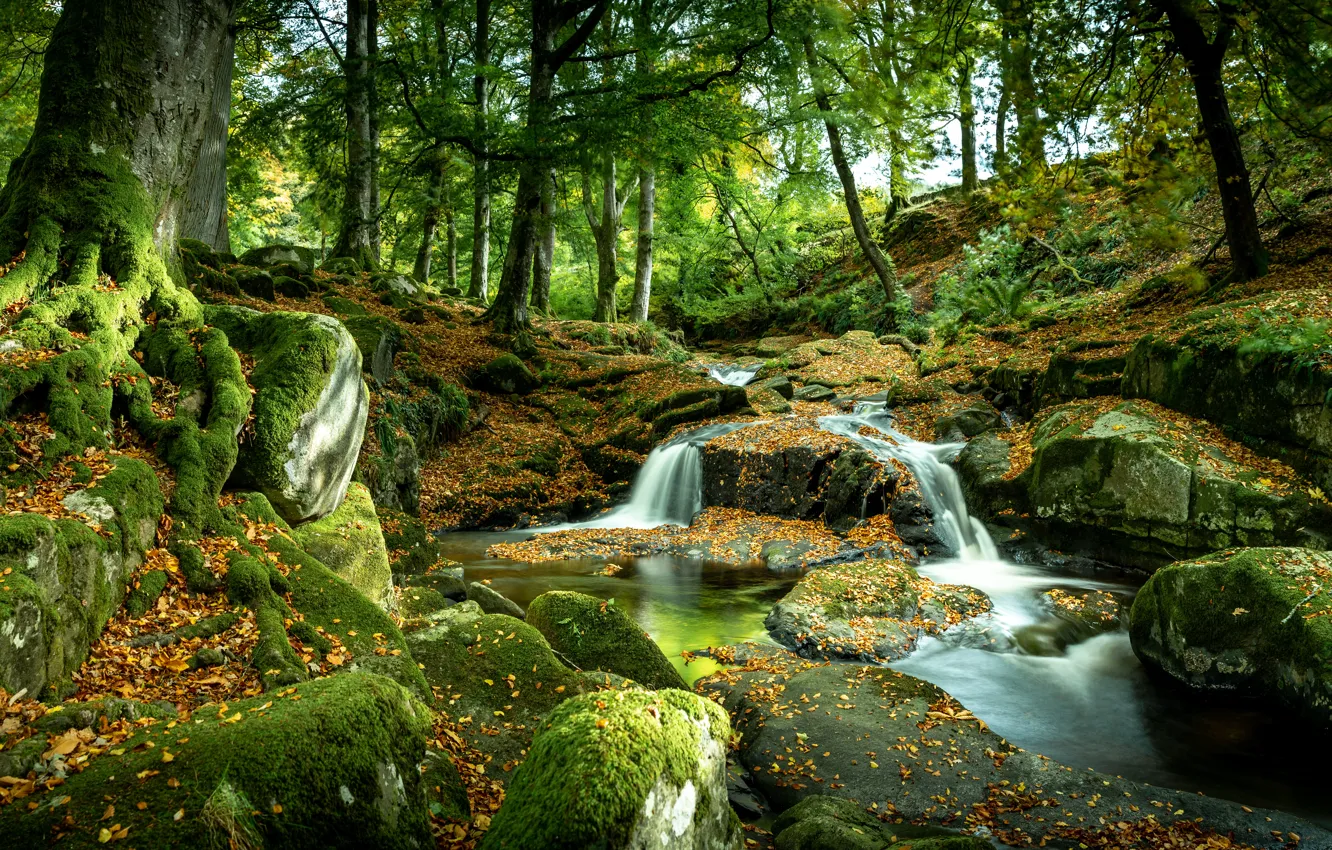 Фото обои деревья, камни, фото, водопад, мох