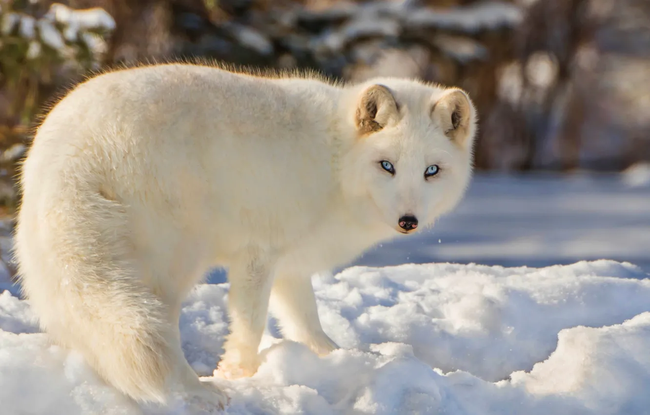 Фото обои зима, лес, белый, взгляд, снег, природа, фон, пушистый