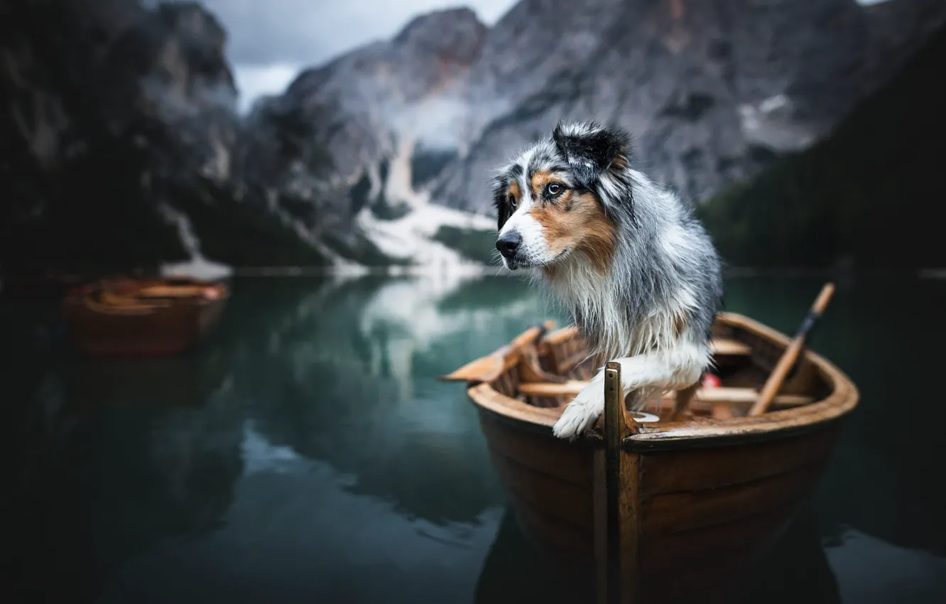 Фото обои горы, природа, озеро, животное, лодка, собака, пёс, Доломиты