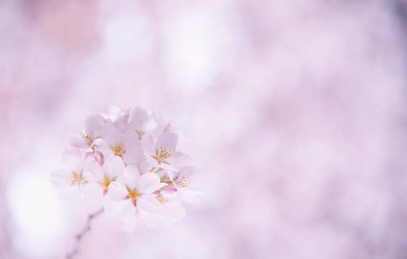 Фото обои цветы, вишня, веточка, лепестки, Сакура, розовые, белые, цветение
