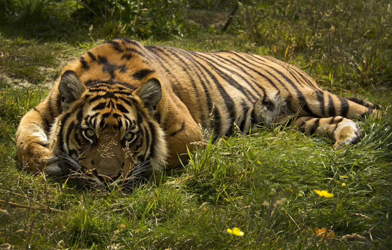 Фото обои взгляд, тигр, хищник, дикая кошка
