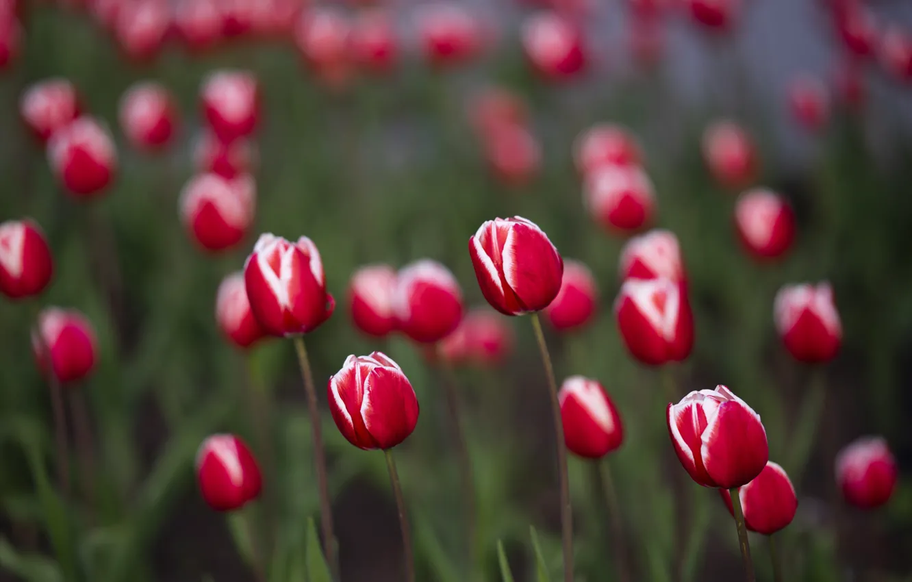 Фото обои цветы, весна, тюльпаны, красные, бутоны, клумба, боке