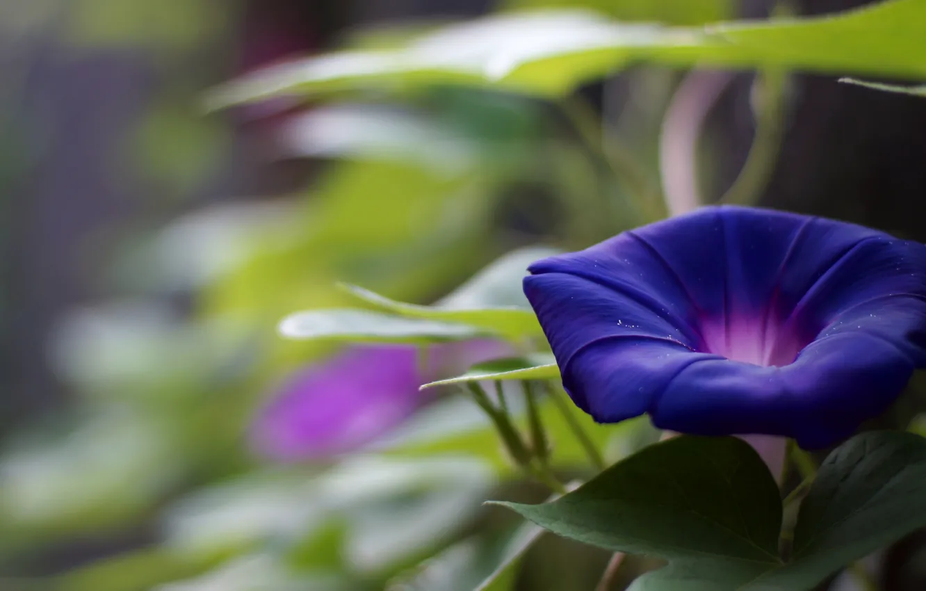 Фото обои цветок, фиолетовый, лето, листья, синий, размытие, сад, вьюн