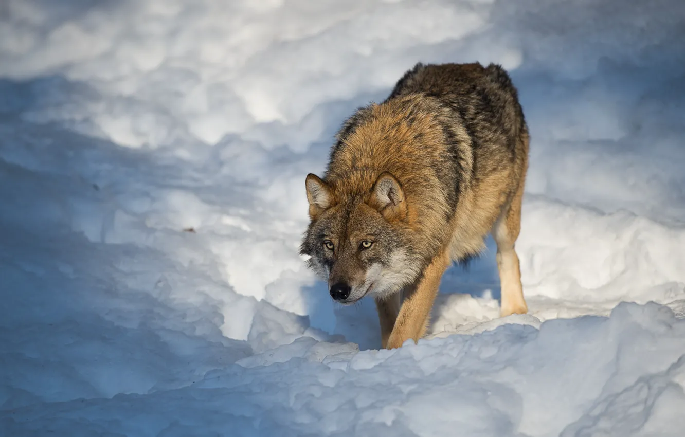 Фото обои зима, снег, природа, волк, хищник, боке