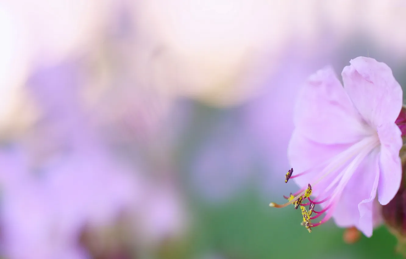 Фото обои макро, цветы, Pink Geranium