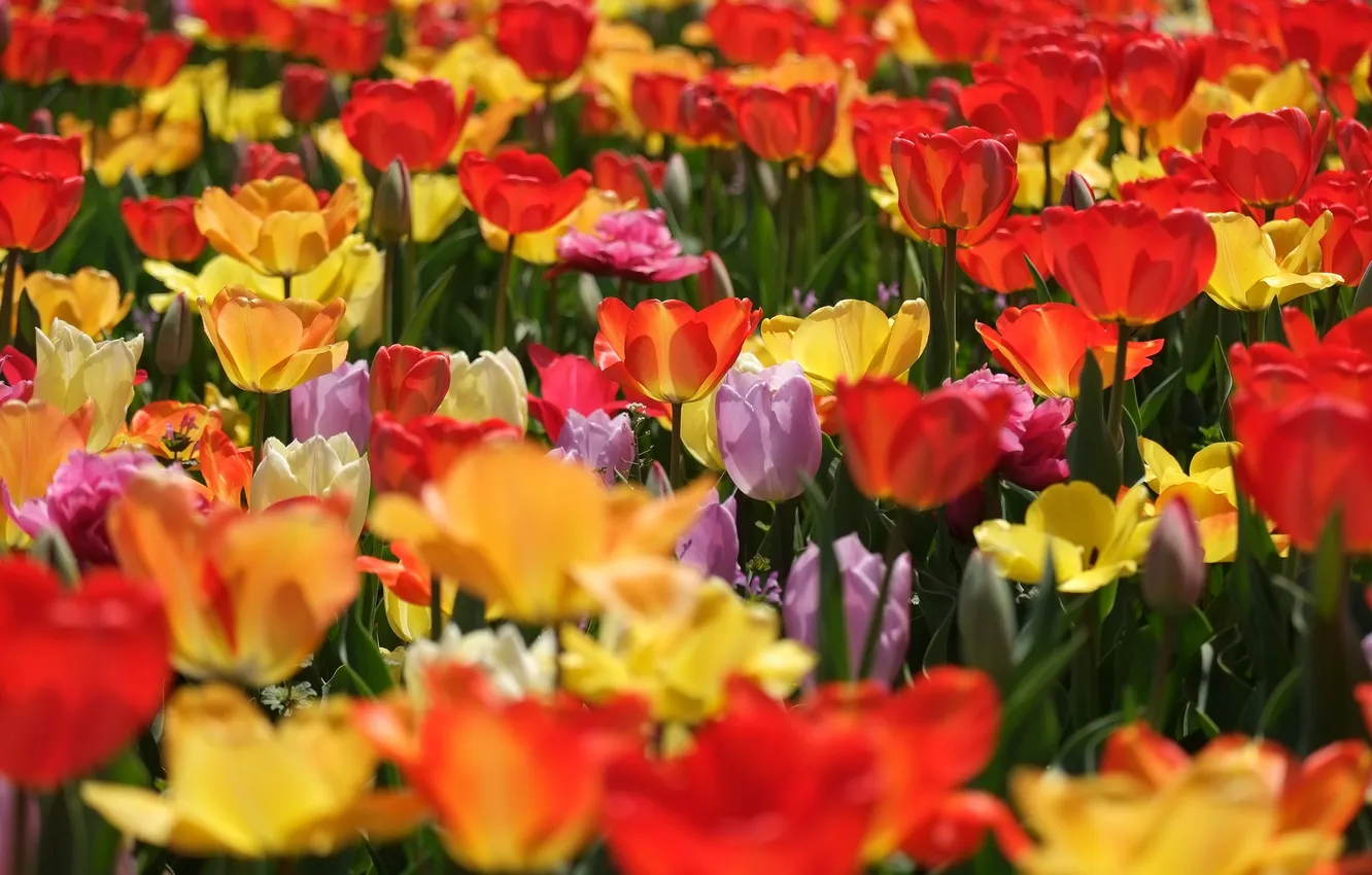 Фото обои тюльпаны, бутоны, разноцветные, много