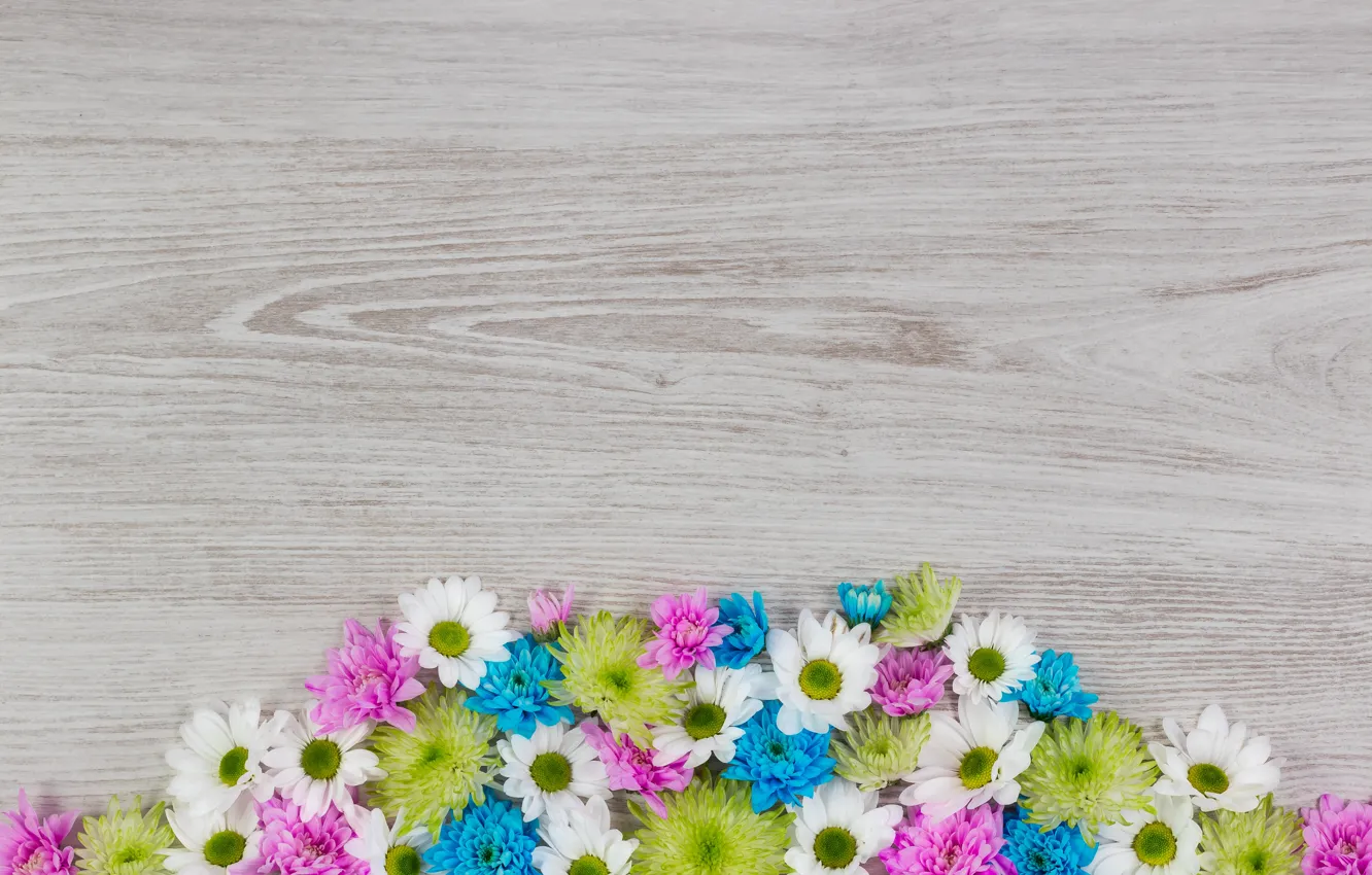 Фото обои цветы, colorful, white, хризантемы, wood, blue, pink, flowers