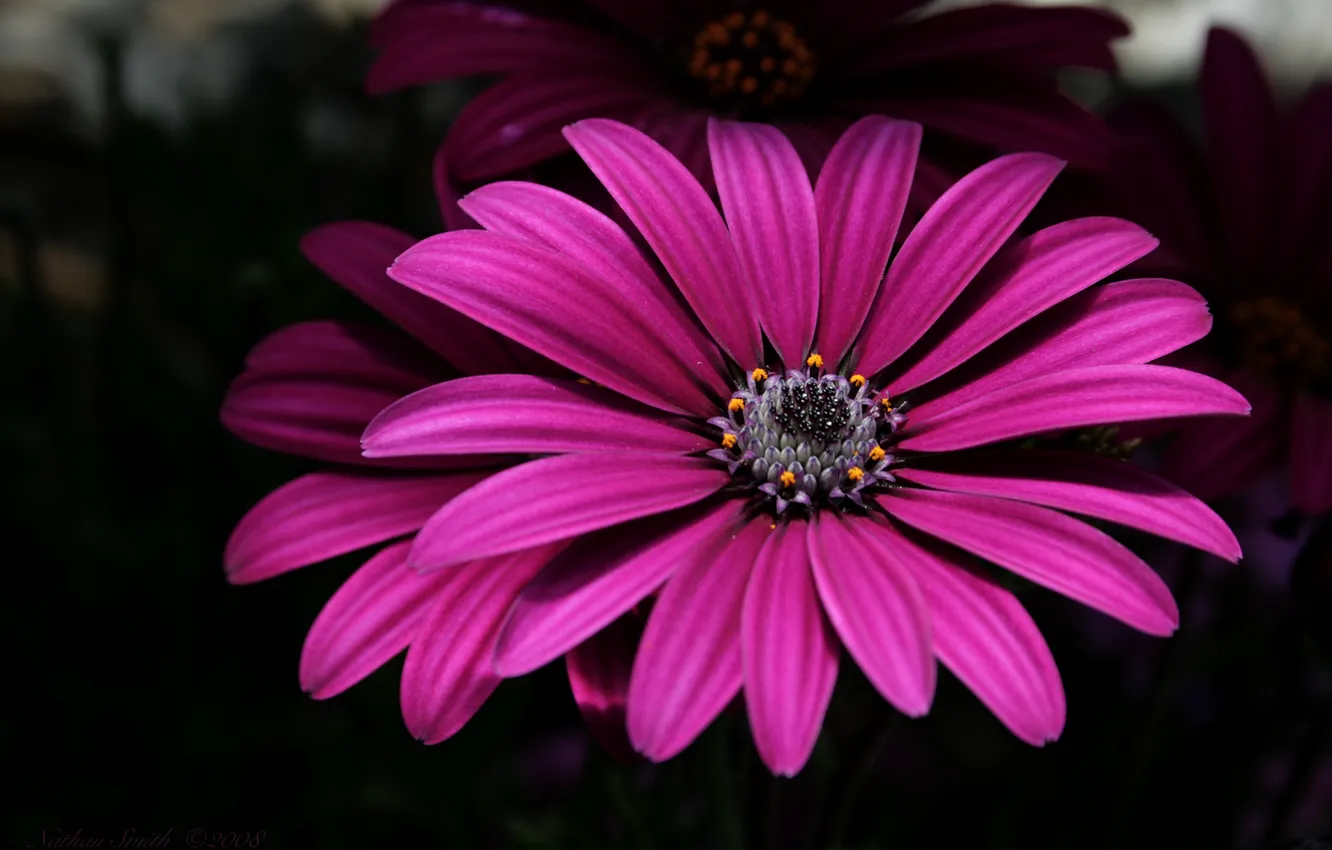 Фото обои цветы, Flowers, тёмно-розовые, dark pink