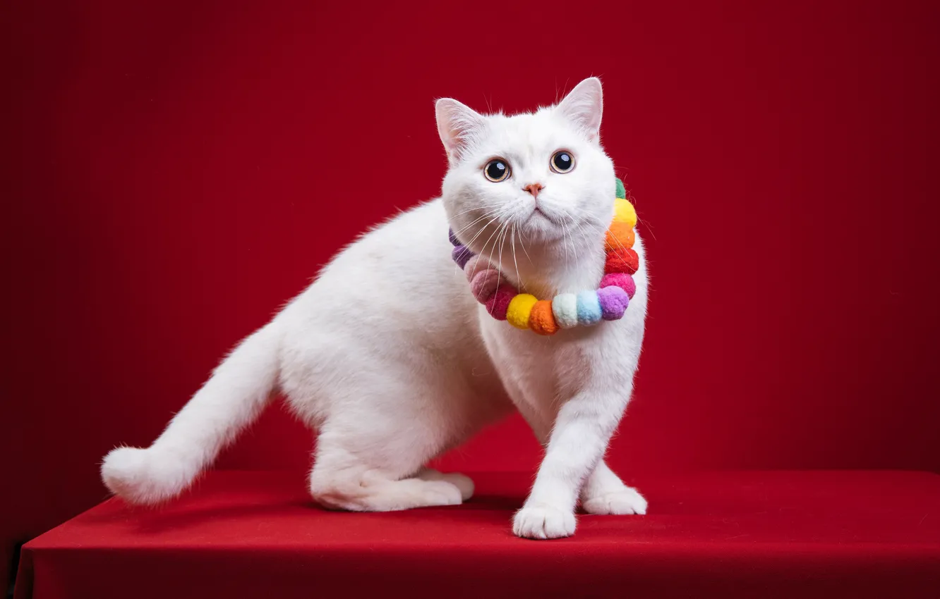 Фото обои кошка, кот, поза, лапы, бусы, белая, украшение, красный фон