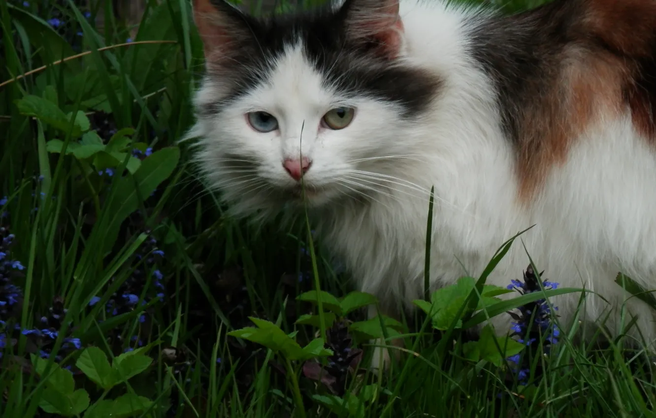 Фото обои кошка, лето, трава, трехцветная, разноглазая