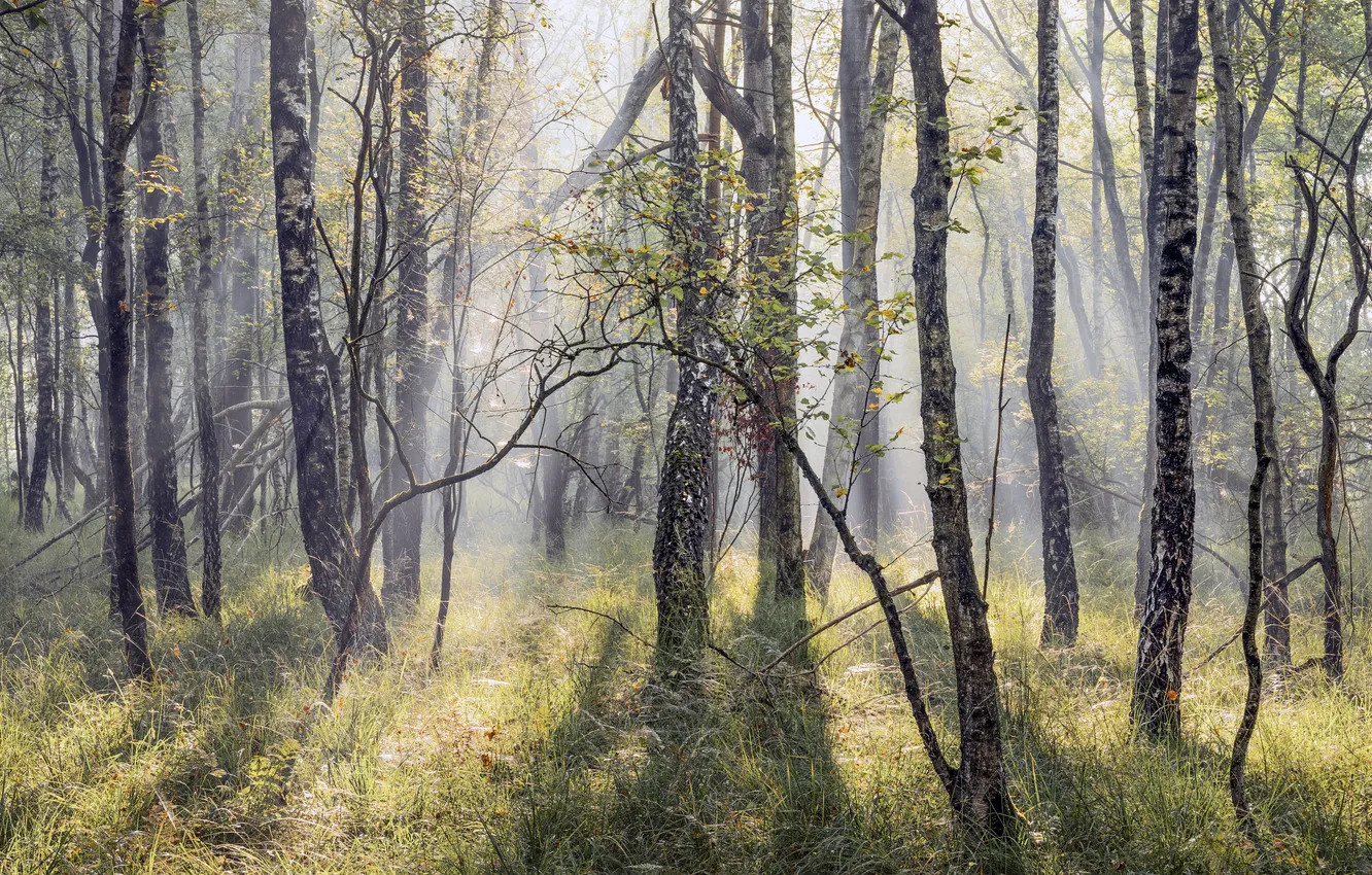 Фото обои лес, лучи, деревья, туман, поляна, утро, березы