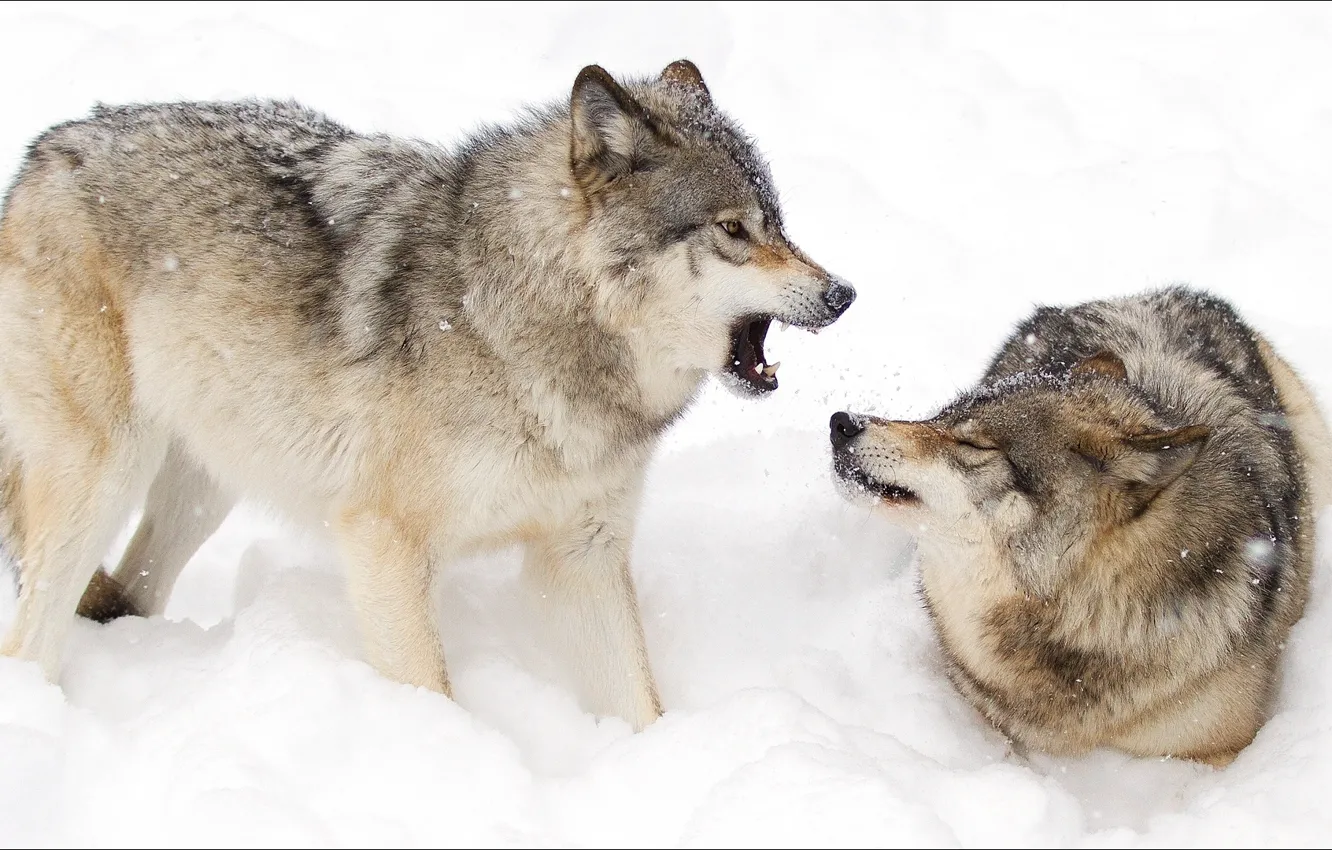 Фото обои зима, животные, пара, волки, Nature, animals, winter, woles