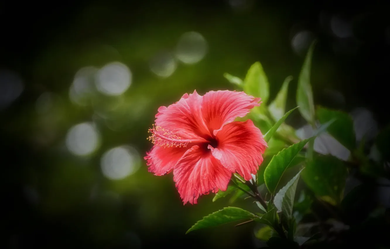 Фото обои фон, размытие, Pink Hibiscus
