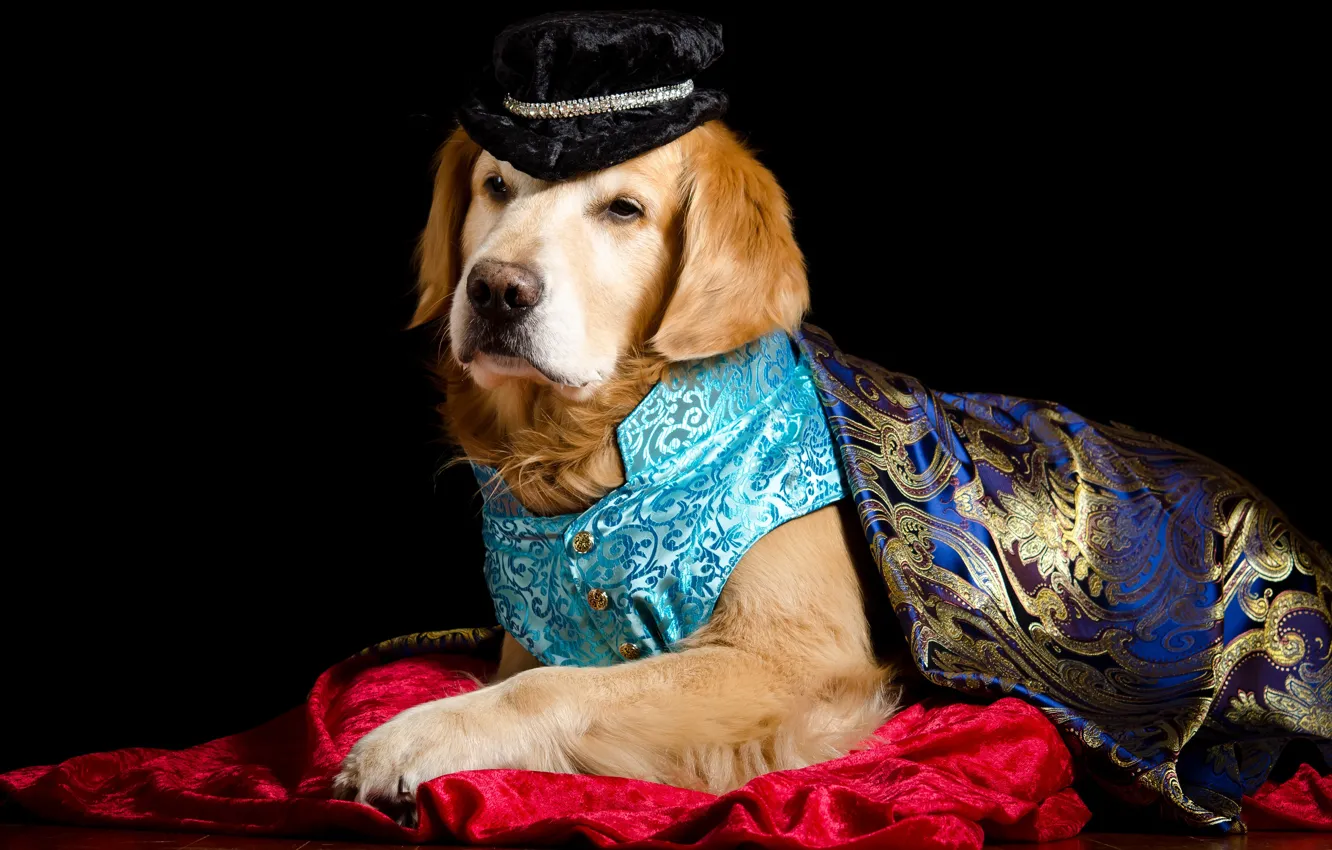 Фото обои портрет, собака, шляпа, костюм, ткань, лежит, образ, принц
