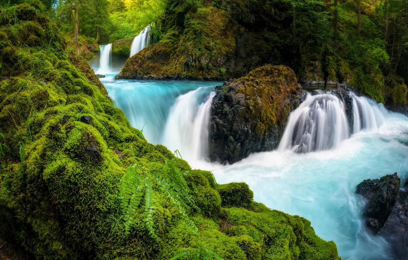Фото обои лес, река, камни, водопад, мох, папоротник, каскад, Washington