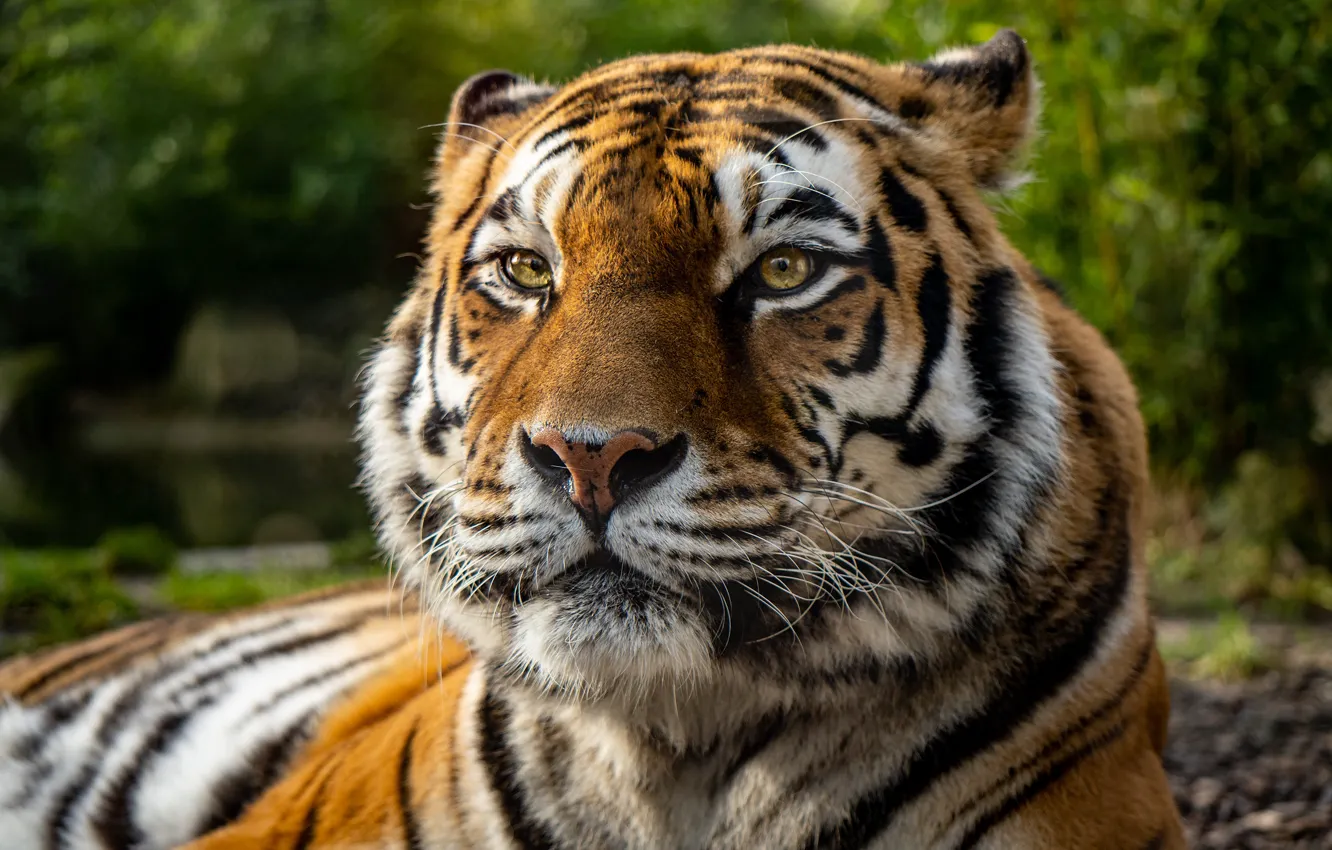 Фото обои взгляд, морда, тигр, портрет