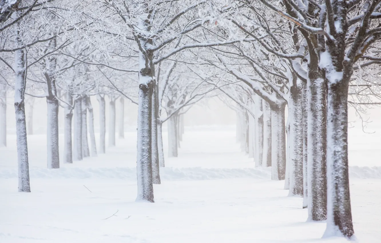 Фото обои зима, снег, деревья, изморозь