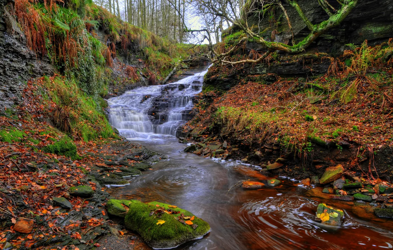 Фото обои осень, лес, листья, деревья, ручей, камни, Англия, водопад