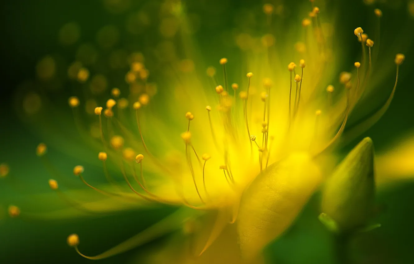 Фото обои мокро, цветок, желтый