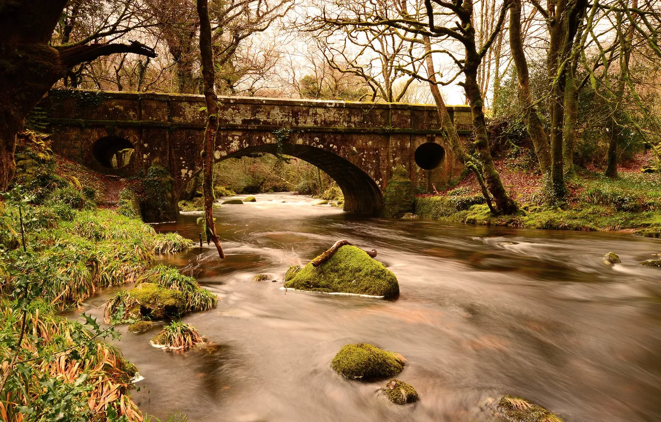 Фото обои лес, мост, река, камни, мох