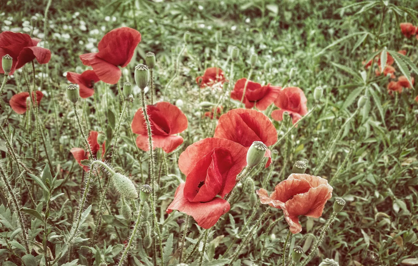 Фото обои трава, цветы, маки, лепестки, красные