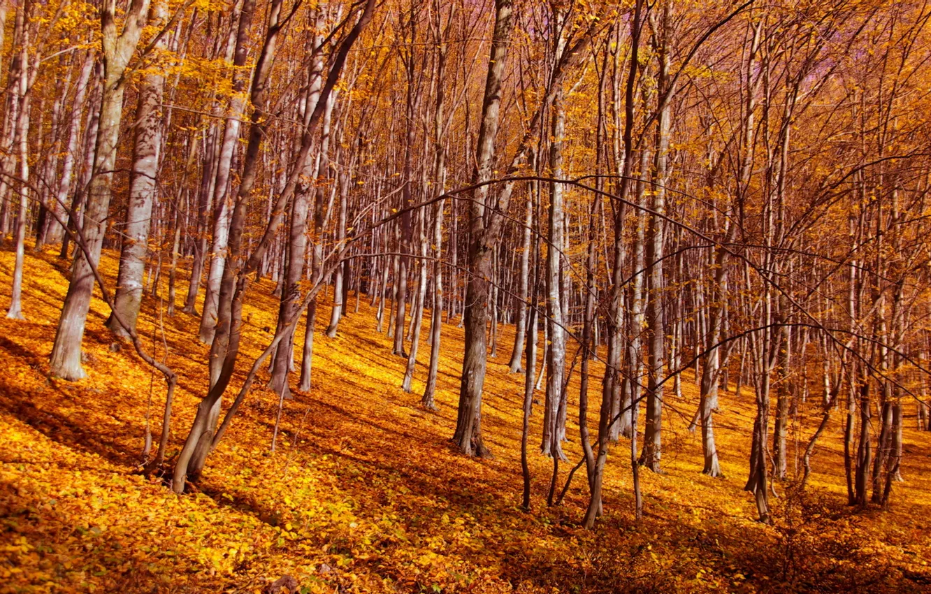 Фото обои осень, лес, листья