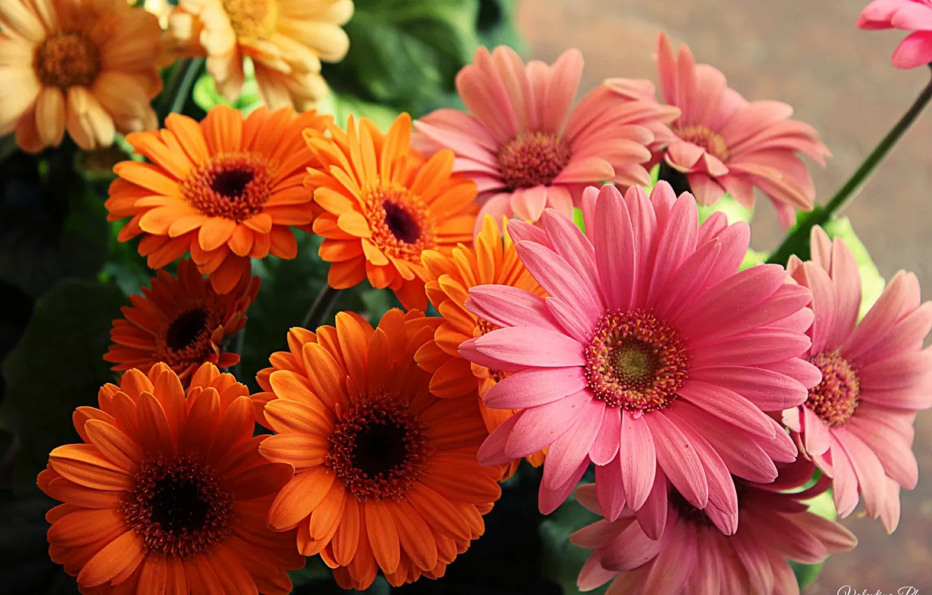 Фото обои цветы, оранжевый, желтый, розовый, яркие, букет, красивые, yellow