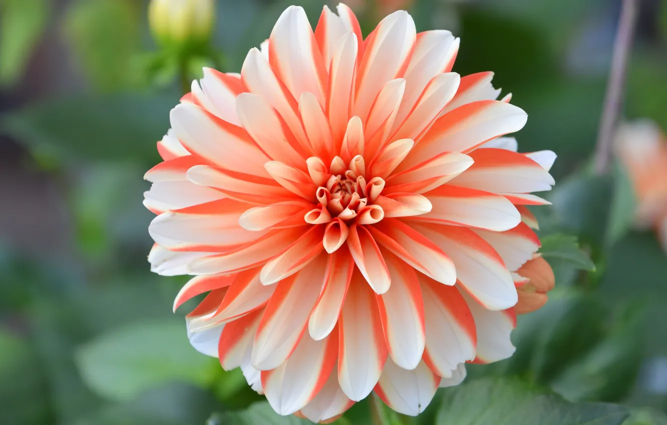 Фото обои цветок, листья, макро, фон, двухцветная, георгина, боке, оранжево-белая