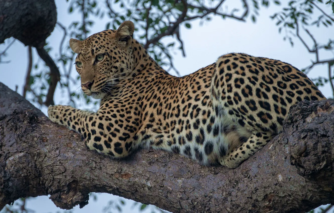 Фото обои леопард, дикая кошка, на дереве