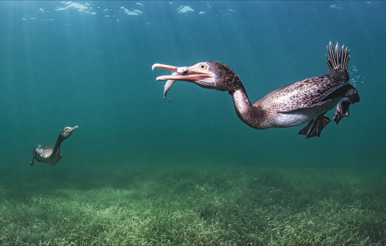 Фото обои underwater, nature, two, birds, animal, fishing, wild life, daiving