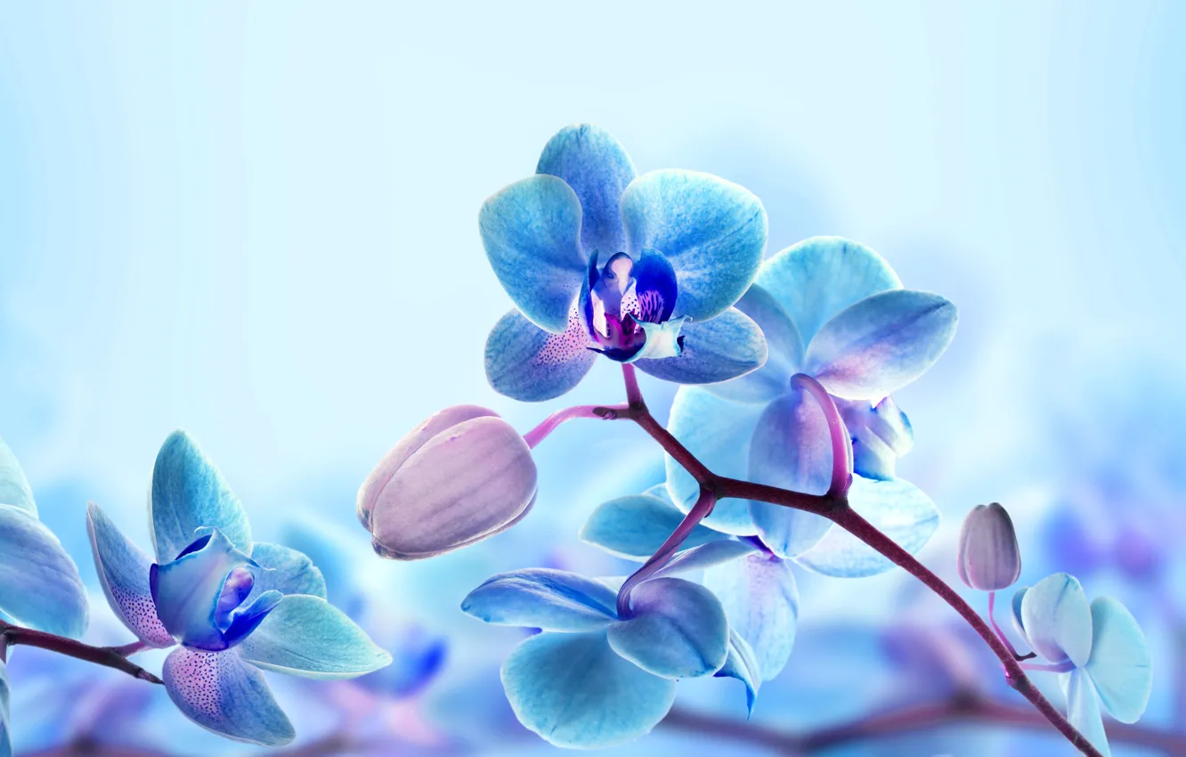 Фото обои макро, природа, ветка, лепестки, орхидея