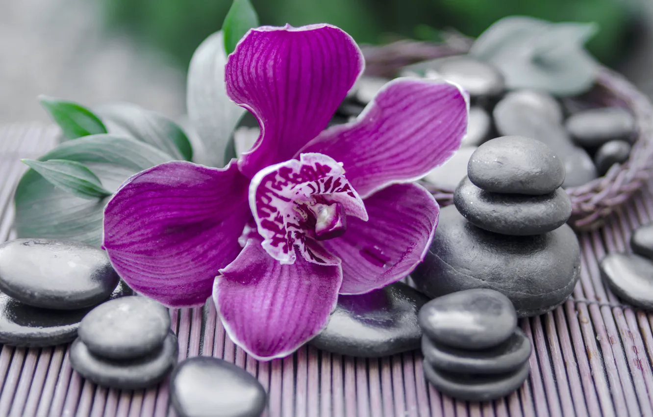 Фото обои камни, Орхидея, спа