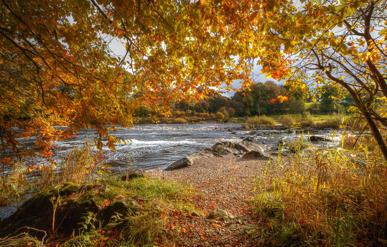 Фото обои осень, листья, ветки, камни, течение, желтые, речка