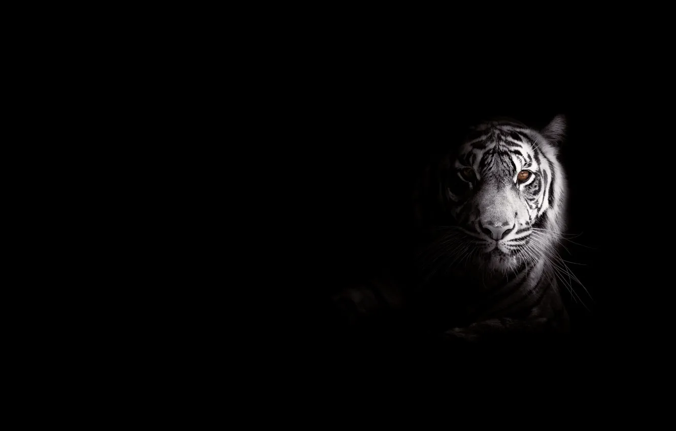 Фото обои полоски, тигр, хищник, большая кошка, фоо