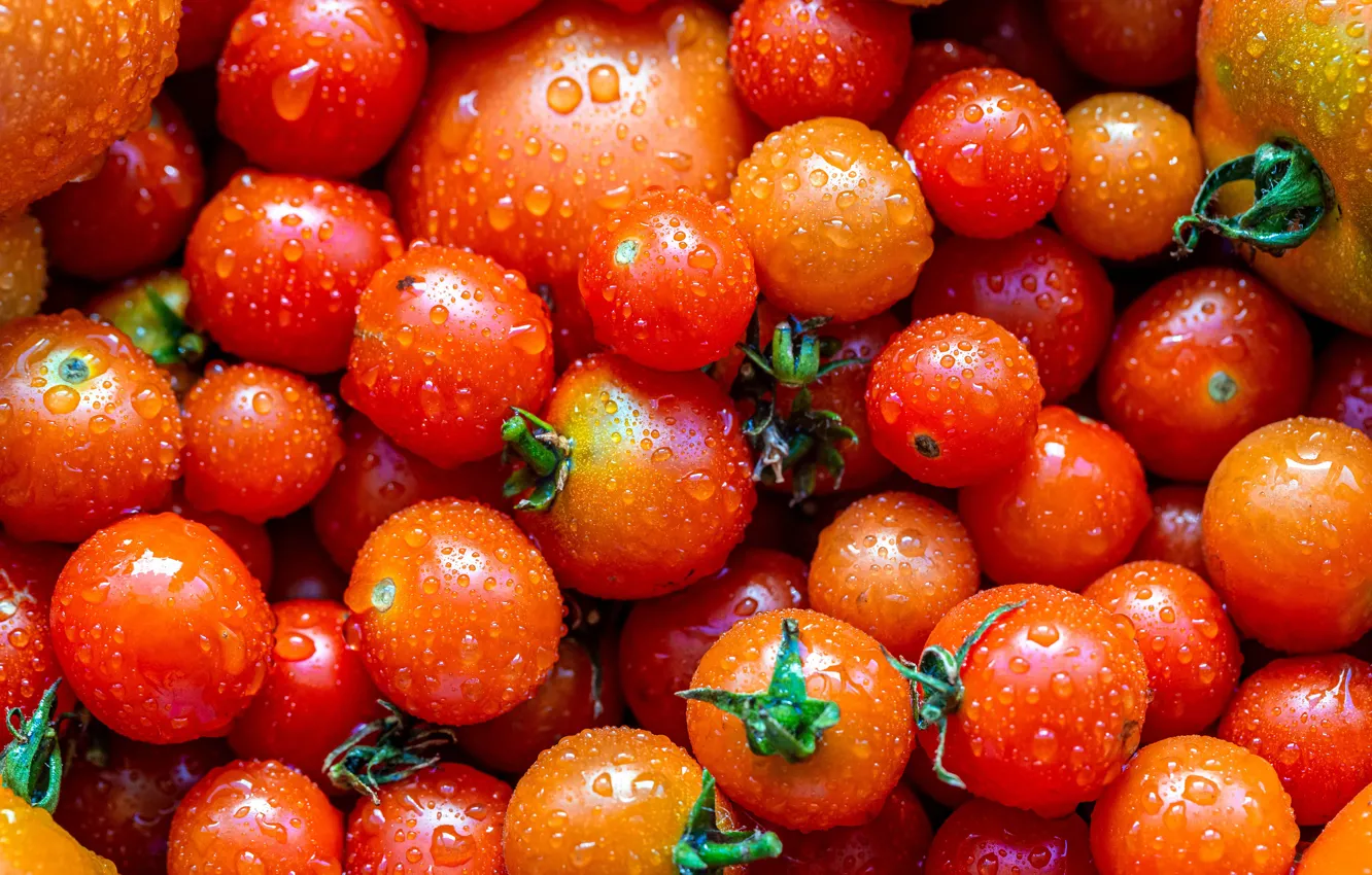 Фото обои капли, урожай, помидоры, много, томаты, помидорки, помытые