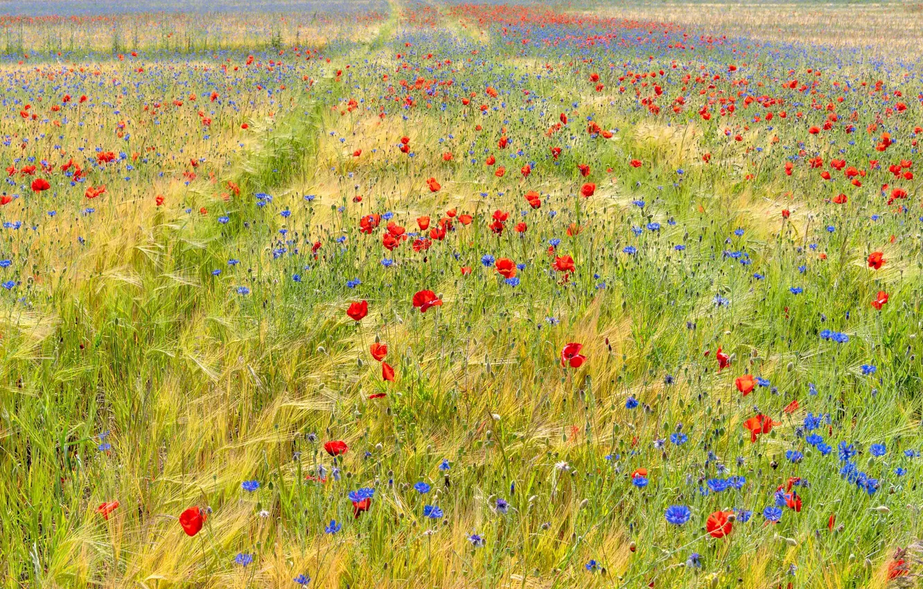 Фото обои поле, лето, пейзаж, цветы, синий, красный, природа, голубой