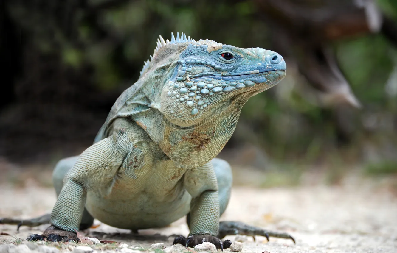 Фото обои pose, reptile, blue iguana