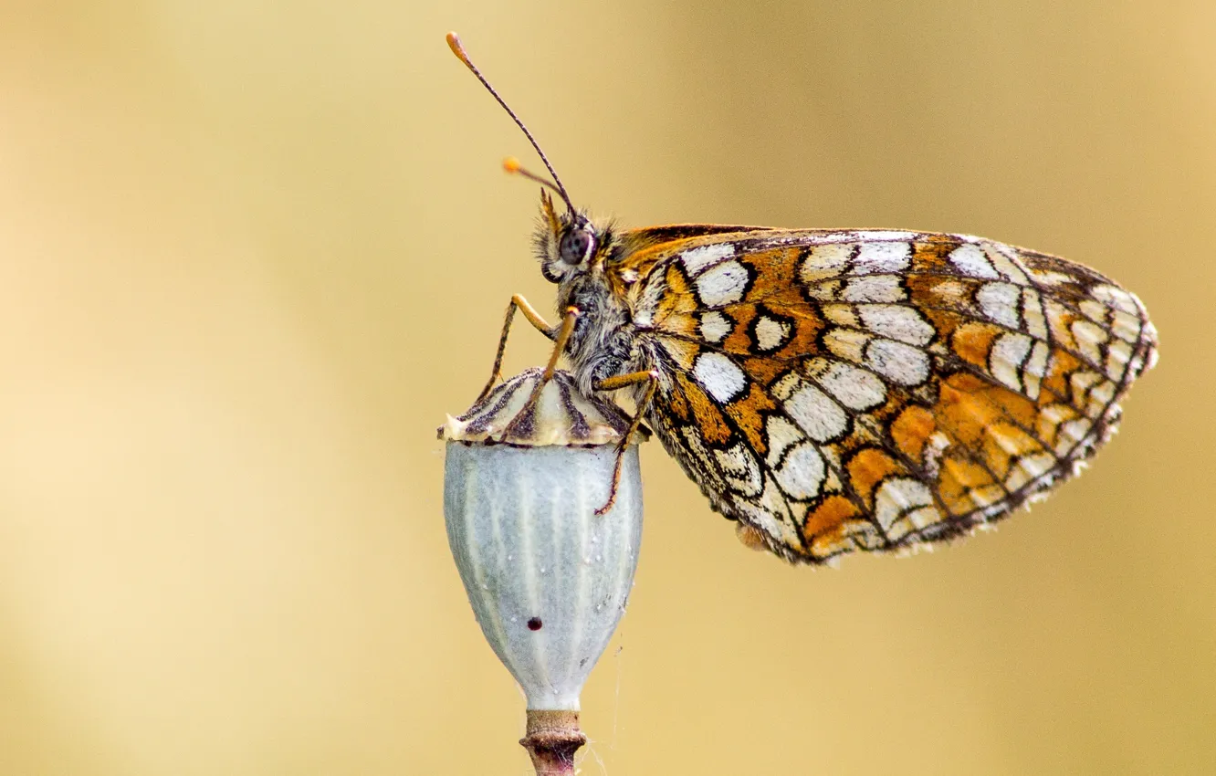 Фото обои глаза, бабочка, крыло, кнопка, усики, butterfly, button, eye