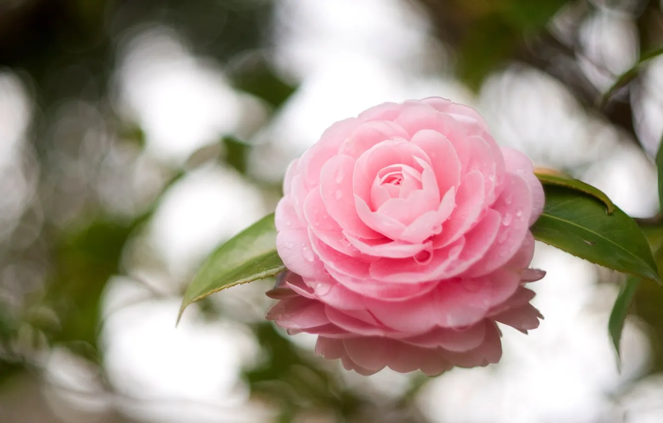 Фото обои цветок, листья, капли, отражение, розовый, лепестки, камелия
