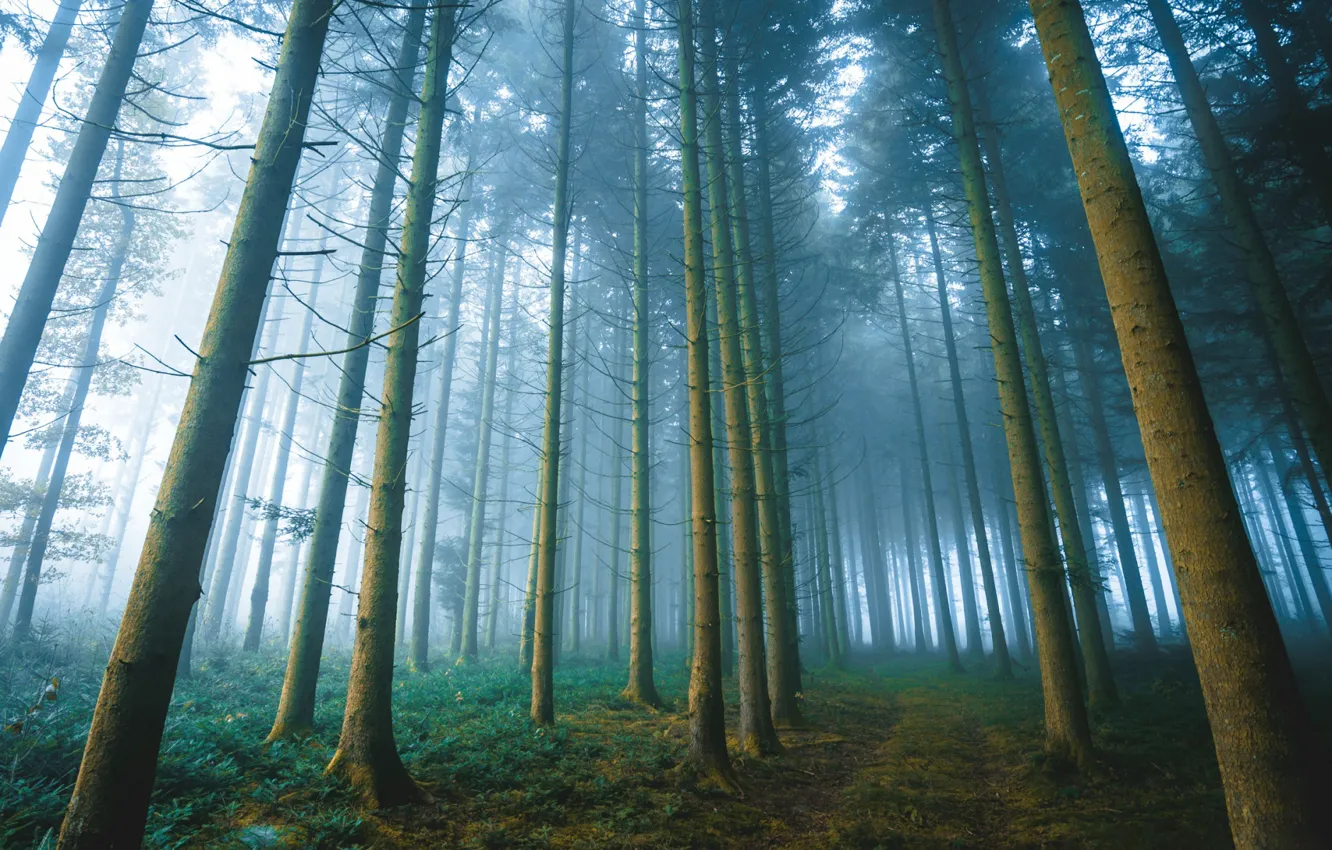 Фото обои лес, деревья, туман