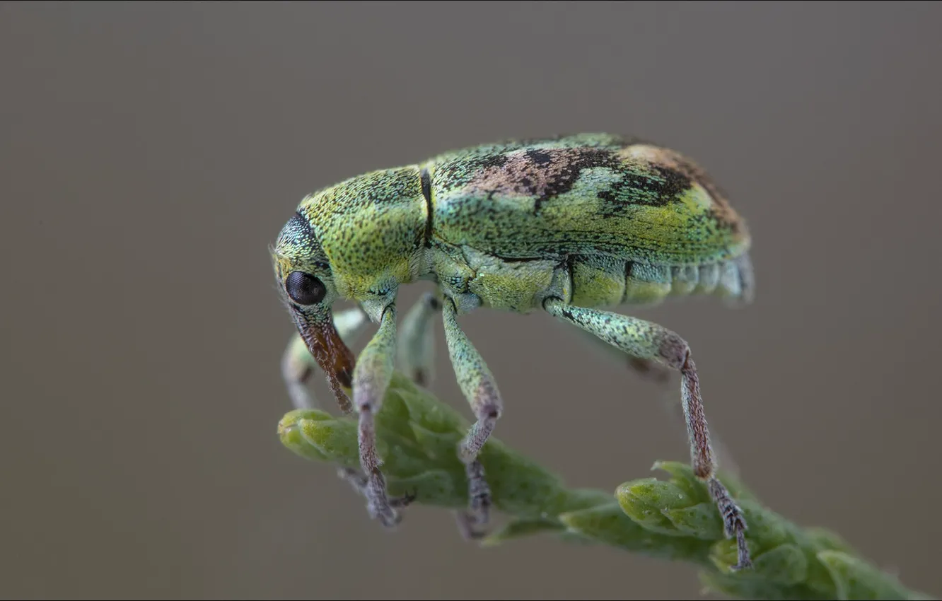 Фото обои alien, macro, insect