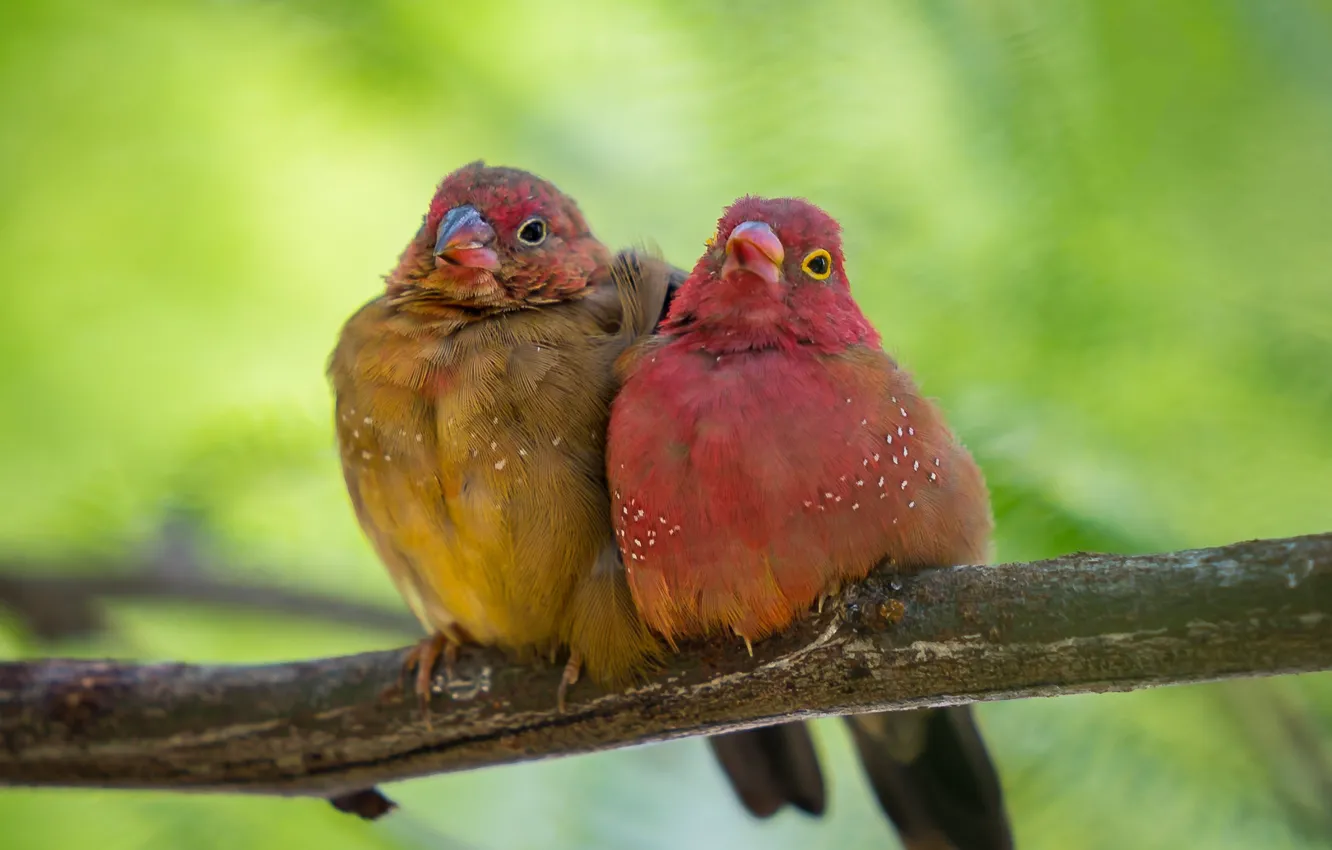 Фото обои птицы, фон, ветка, парочка, Обыкновенный амарант