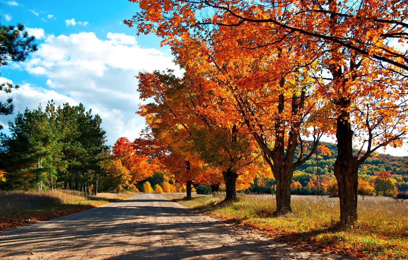 Фото обои дорога, осень, лес, деревья, краски осени