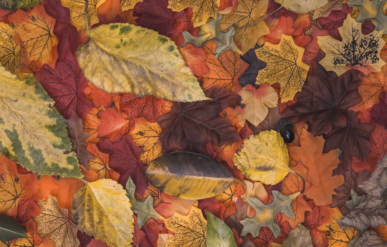 Фото обои осень, листья, фон, colorful, wood, background, autumn, leaves