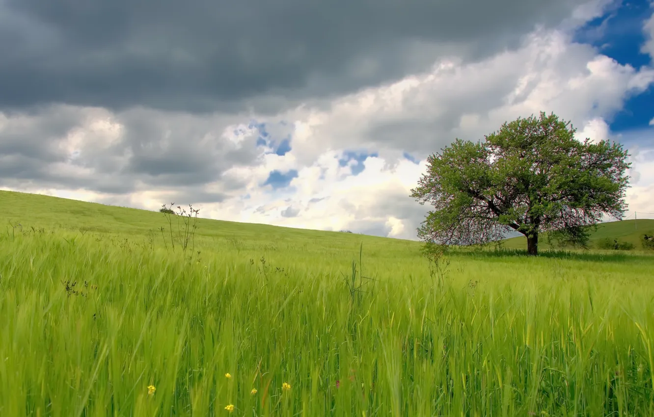 Фото обои поле, лето, дерево