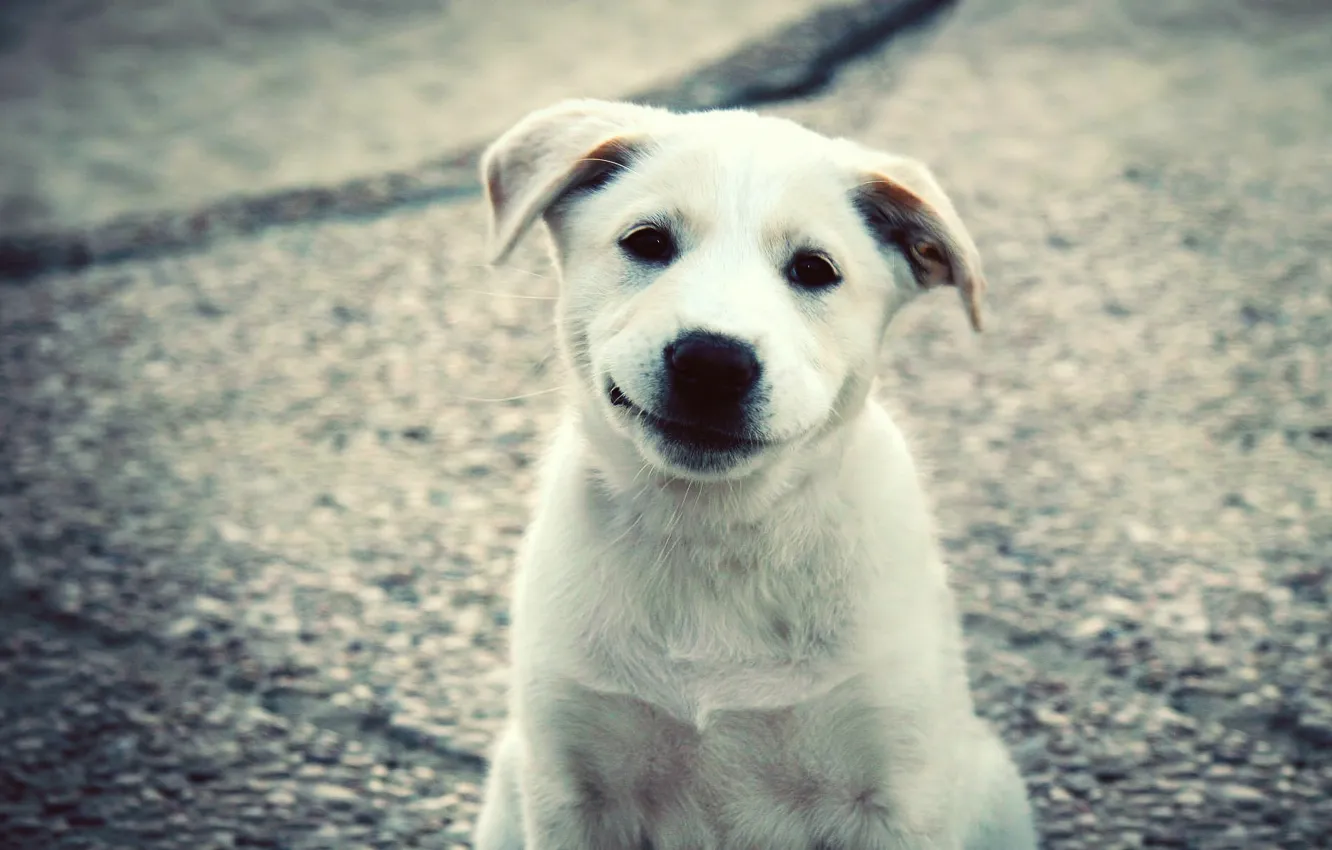 Фото обои белый, улыбка, щенок