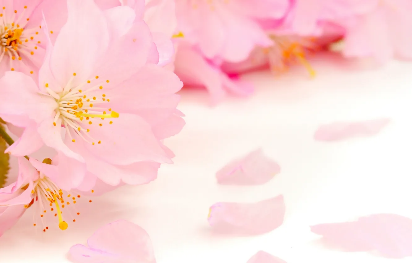 Фото обои цветы, красота, весна, лепестки, размытость, тычинки, нежные, розовые